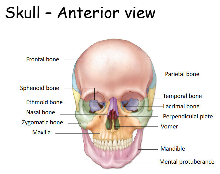 <p>There are 13 facial bones: Nasal (paired), Palatine (paired), Inferior nasal concha (paired), Vomer, Lacrimal (paired), Zygomatic (paired), Maxilla (paired), and Mandible.  </p>