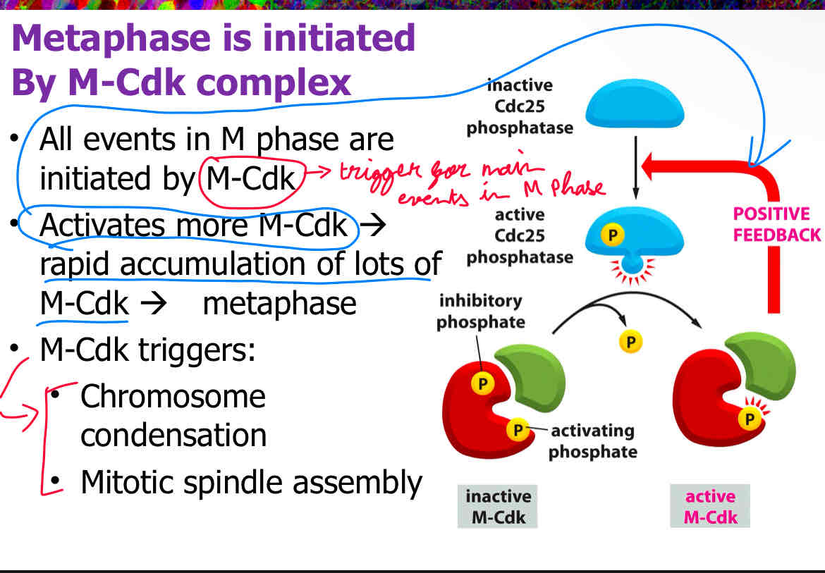 <p>B </p><p>attach slide 6</p>