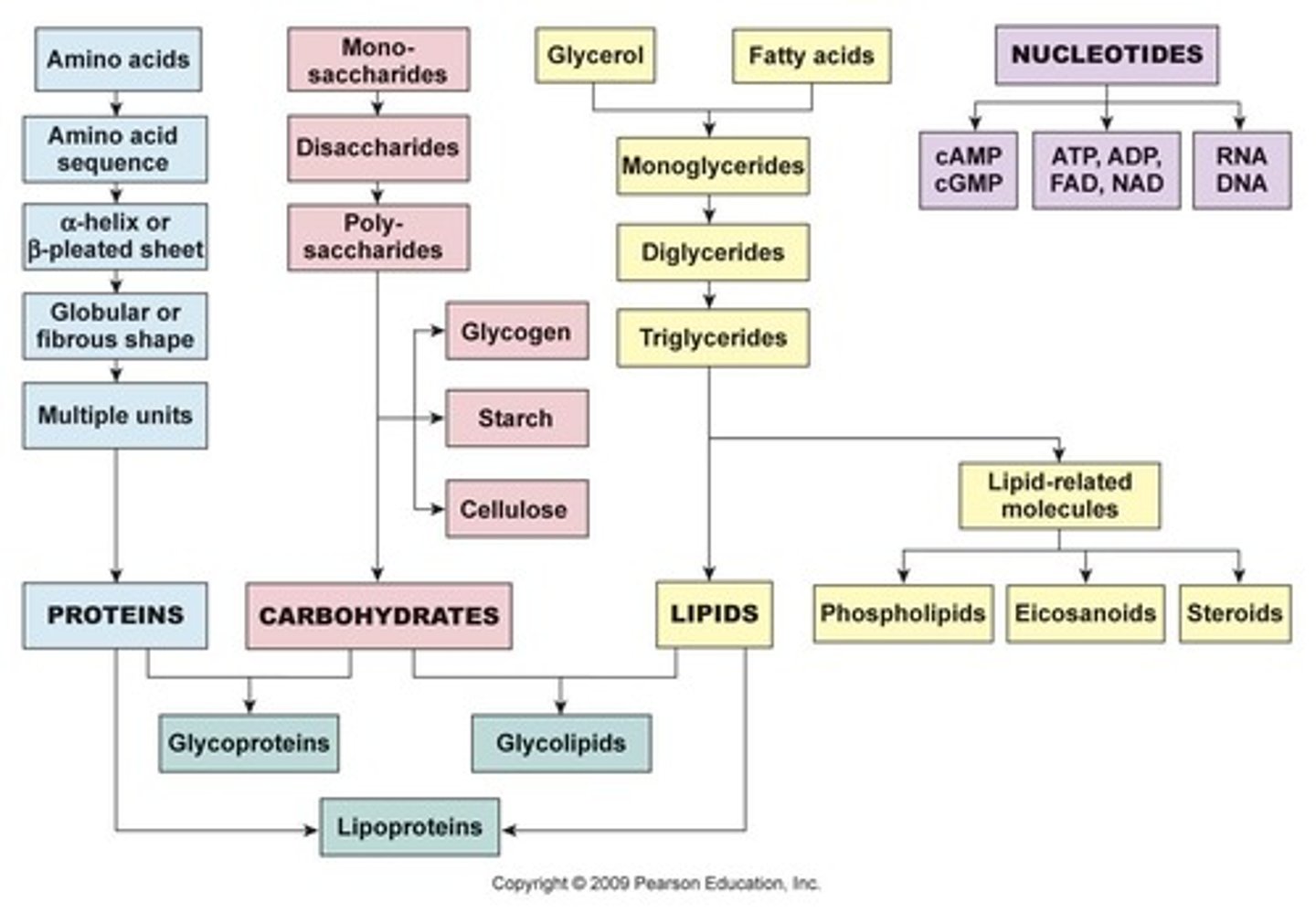 <p>Electrical attractions between a polar covalently bound hydrogen atom and an electronegative atom like oxygen or nitrogen.</p>