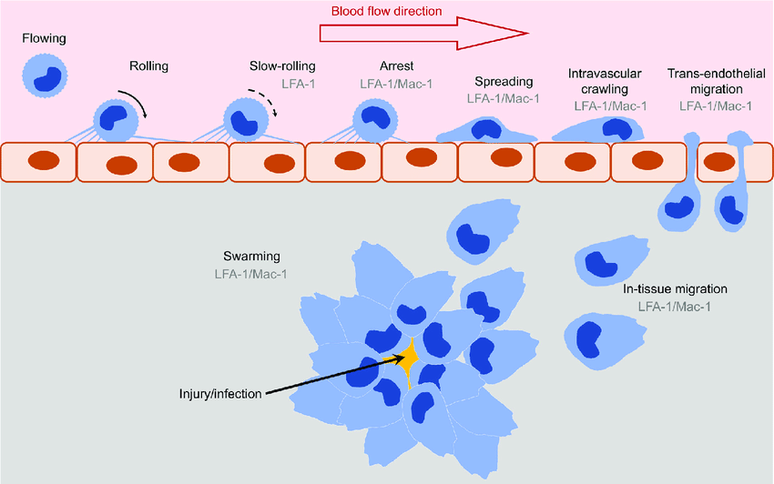<p><span>Le leucocyte traverse ensuite la paroi vasculaire :</span></p><ul><li><p><span>l’endothélium</span></p></li><li><p><span>la membrane basale</span></p></li><li><p><span>la zone des péricytes.</span></p></li></ul><p><span>=  <strong>transmigration paracellulaire</strong></span></p>