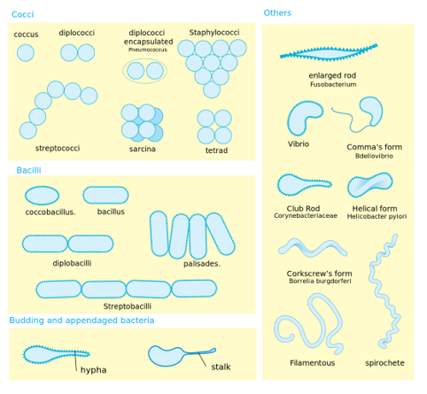 <p>Can you label, describe and explain what this diagram is/shows?</p>