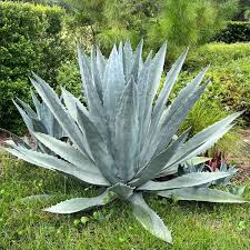 <p>Century Plant</p>