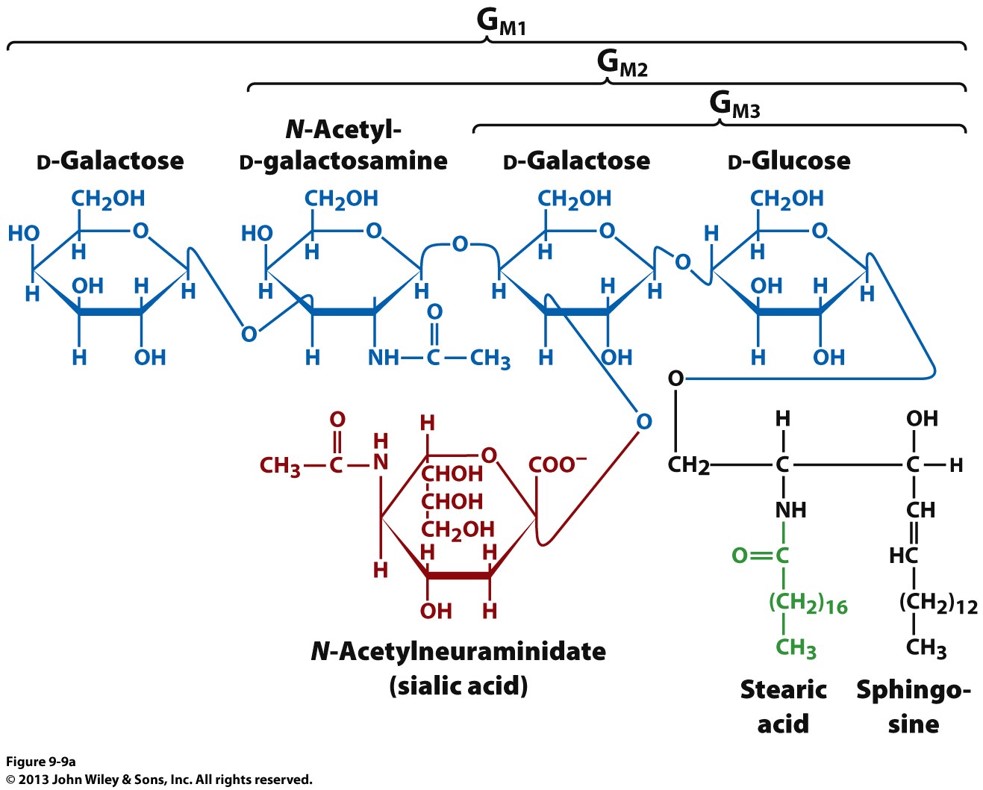 <p>a sphingolipid with oligosaccharides as head groups. black is the backbone (sphingosine), blue is the oligosaccharides, green is fatty acid </p>