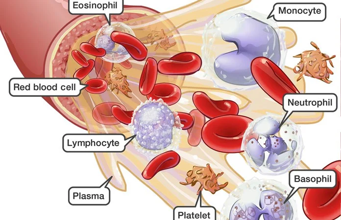 <p>plasma</p>