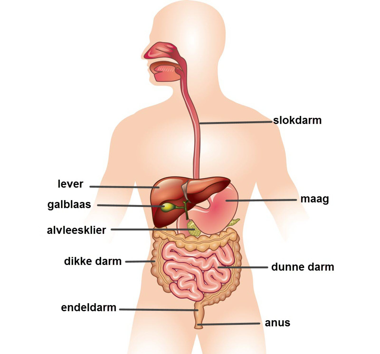 <p>Begint in de mond, gaat via pharynx, slokdarm, maag, dunne darm, dikke darm, rectum en eindigt bij de anus. Pharynx is bovenste stukje slokdarm</p>