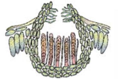 <p>Sexual spores of ascomycetes</p><ul><li><p>survival structure</p></li></ul><p></p>