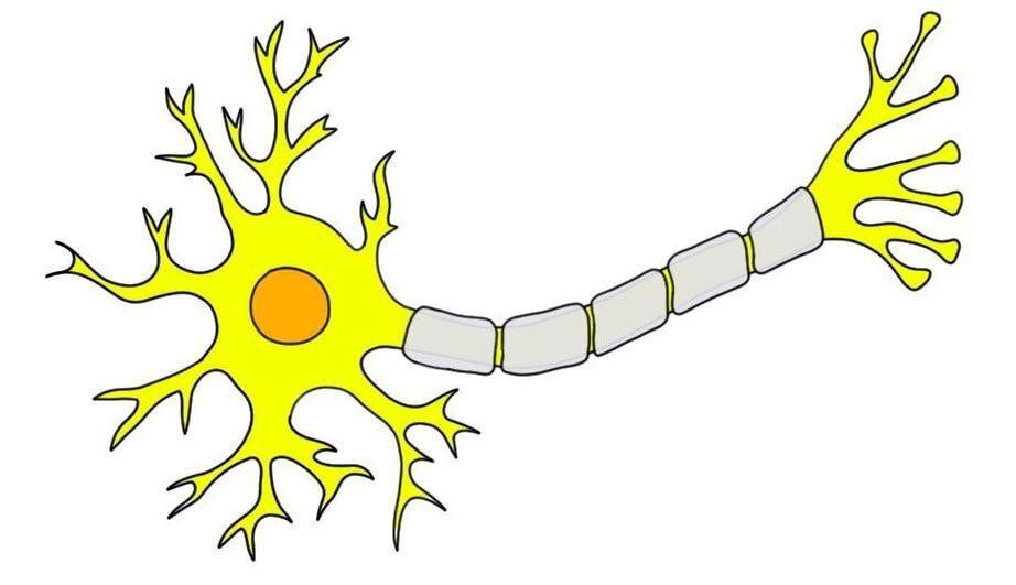 <p>What does the axon do?</p>