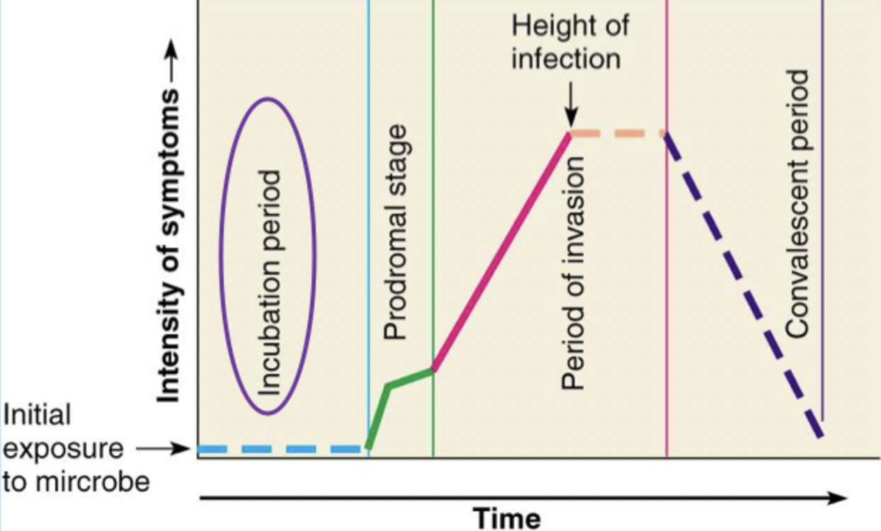 <ol><li><p>Incubation Period</p></li><li><p>Prodromal Stage</p></li><li><p>Period of Invasion</p></li><li><p>Convalescent Period</p></li></ol><p></p>