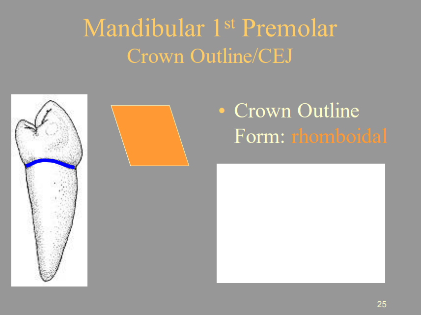 <p>C) Rhomboidal</p>