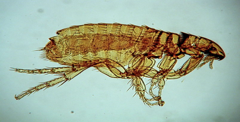 <p>what kind of flea</p>
