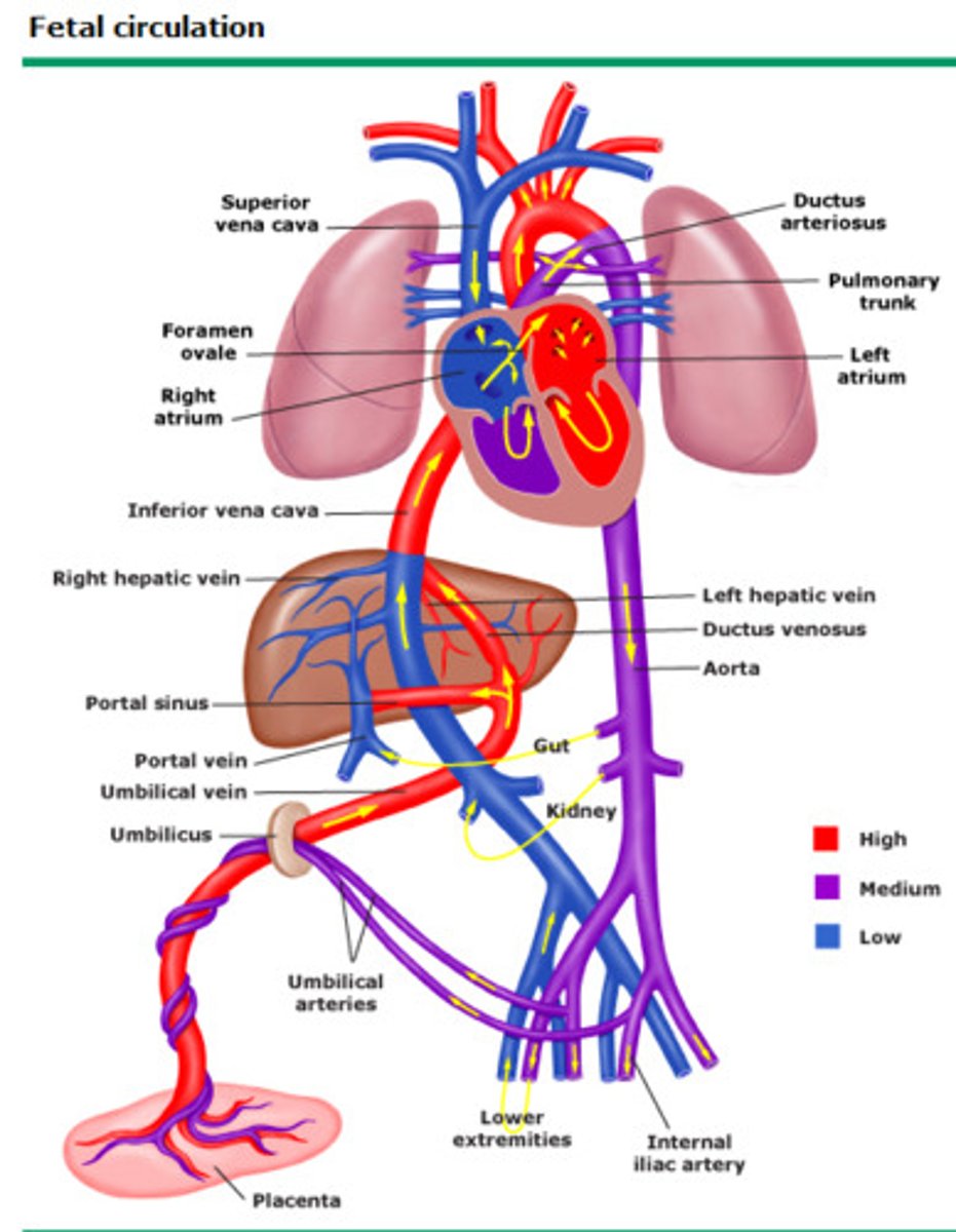 <p>- Veins carry oxygenated and nutrient rich blood from the placenta to the fetus.</p><p>- Arteries carry deoxygenated blood from the fetus to the placenta.</p>