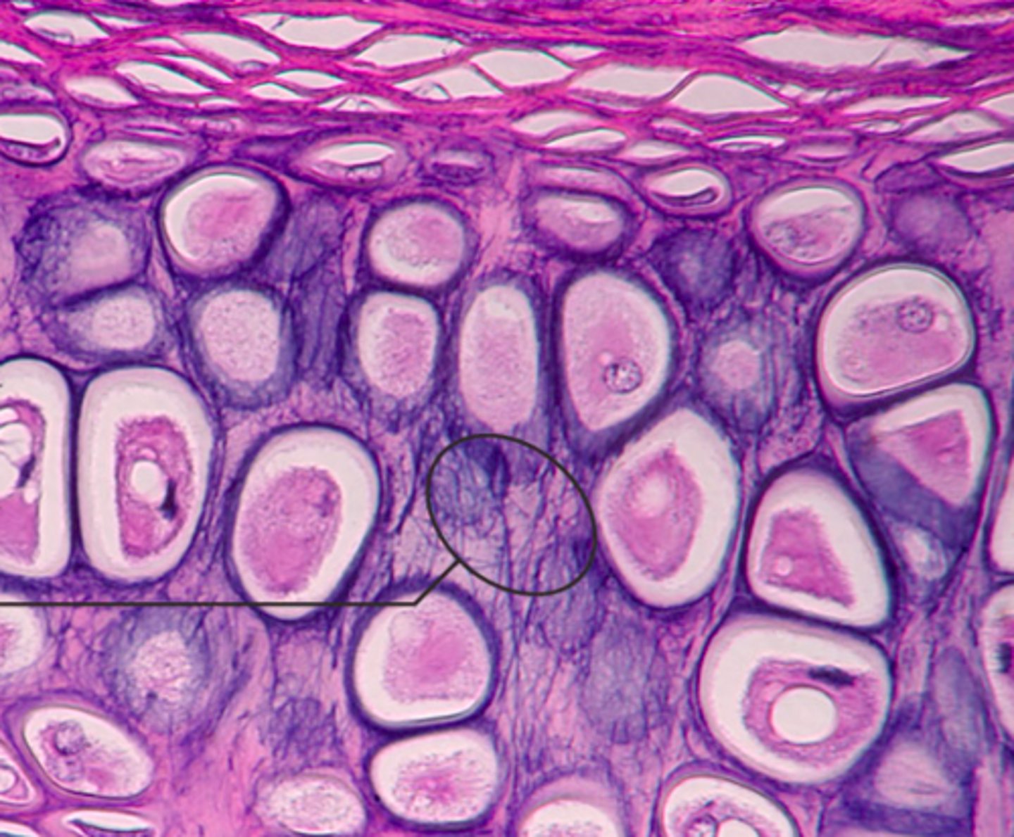 <p>identify the cartilage:</p>