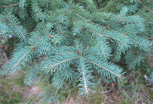 <p>(Picea glauca)</p>