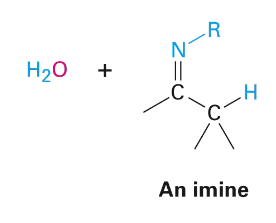 <p>Nucleophilic addition of amine: imine formation </p>