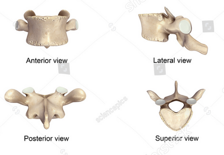 <p>Which spinal bone is this?</p>
