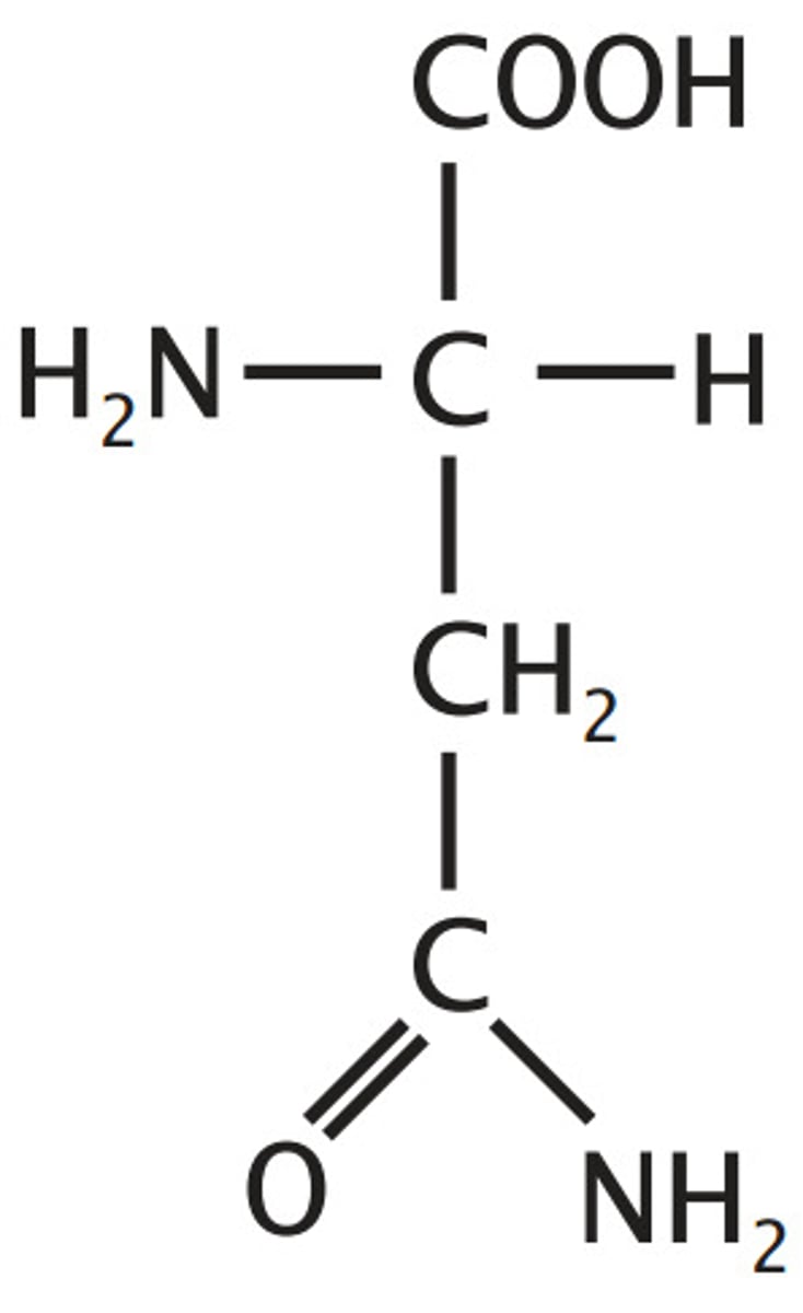 <p>Amide derivatives of acids - loose OH for NH2 to loose charge</p><p>amide derivative of aspartate</p>