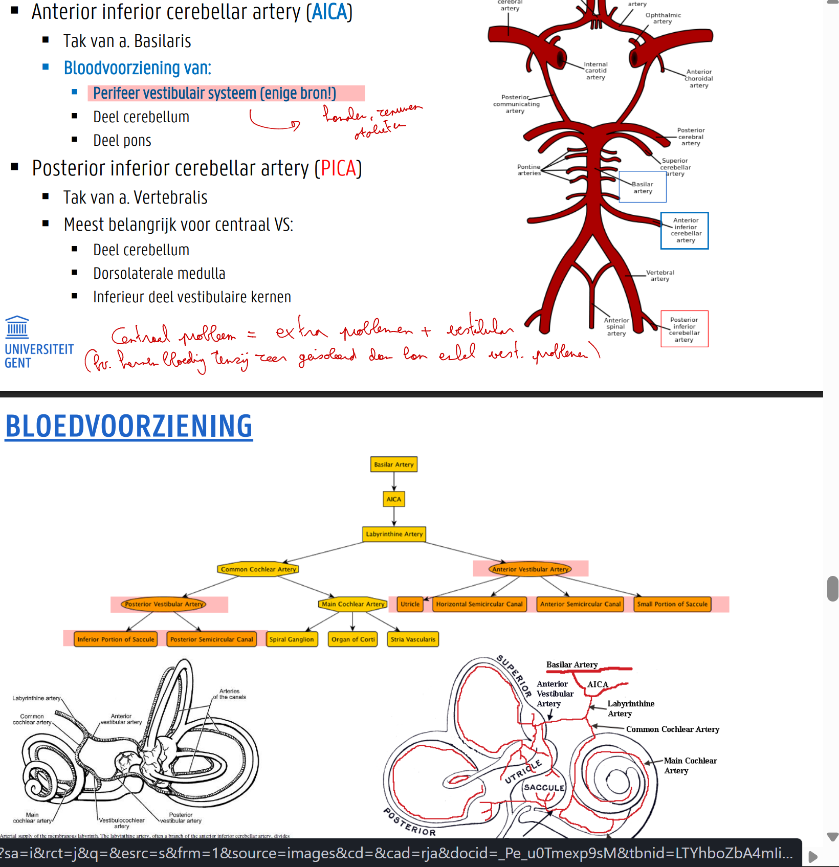 <p>Basilarisarterie: hoofdader pons </p><ul><li><p>Anterior inferior cerebellar artery (<strong><u>AICA)</u></strong> </p><ul><li><p>Tak van a. basilaris </p></li><li><p>Bloedvoorziening van: </p><ul><li><p><strong><u>Perifeer vestibulair systeem (enige bron!) </u></strong></p></li><li><p>Deel cerebellum</p></li><li><p> Deel pons </p></li></ul></li></ul></li><li><p>Posterior inferior cerebellar artery (<strong><u>PICA</u></strong>) </p><ul><li><p>Tak van a. vertebralis </p></li><li><p>Meest belangrijk voor<strong><u> centraal VS: </u></strong></p><ul><li><p>Deel cerebellum </p></li><li><p>Dorsolaterale medulla </p></li><li><p>Inferieur deel vestibulaire kernen</p></li></ul></li></ul></li></ul><p>centraal probleem = zal vaak extra problemen hebben (tenzij zeeeer geisoleerde hersenbloeding)</p>