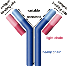 <ul><li><p>Y-shaped glycoprotein → immunoglobulin</p></li><li><p>quaternary structure → 4 polypeptides held together by disulphide bonds</p></li><li><p>have variable portions → specific to each antigen</p></li><li><p>each antibody can bind to 2 antigens → agglutinate</p></li></ul>