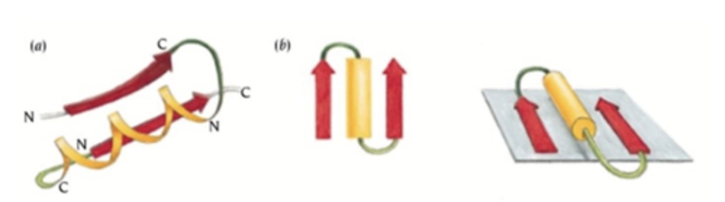 <p>two adjacent parallel beta strands connected by an alpha helix that is commonly positioned above the beta plane.</p>