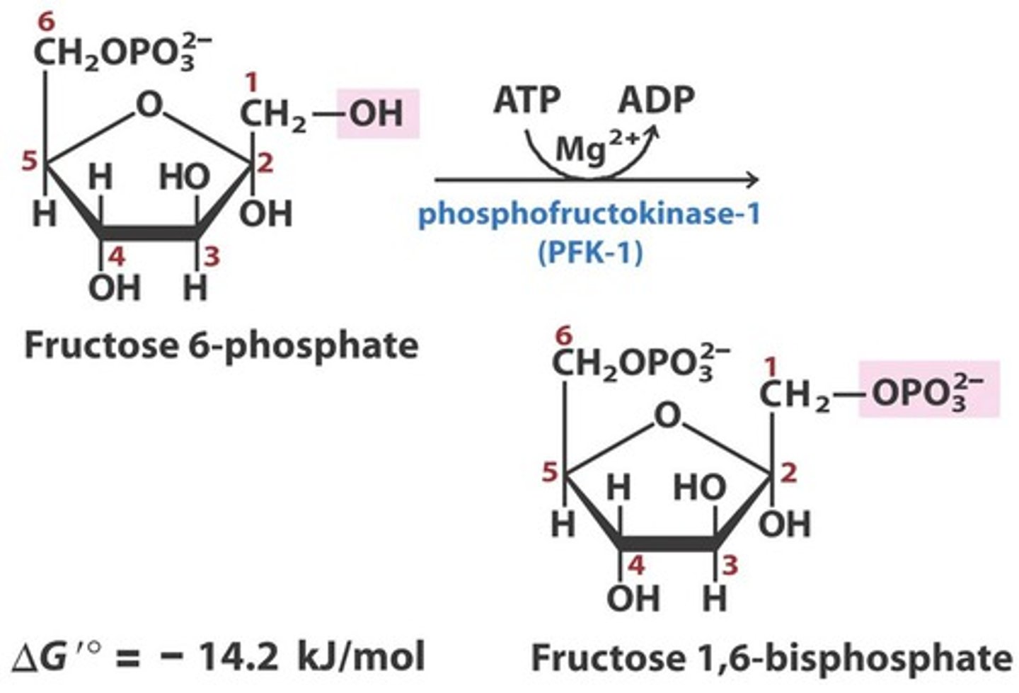 <p>Reactants: Fructose-6-phosphate + ATP</p><p>Products: Fructose-1,6- biphosphate + ADP</p><p>Enzyme: Phosphofructokinase</p><p>Cofactor: Mg2+</p><p>Reversibility: Irreversible</p>