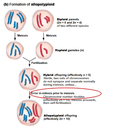 <p><strong>Allopolyploid</strong> (different)</p><ul><li><p>different species mate and there are different chromosome numbers resulting in viable, nonsterile offspring</p></li><li><p>new tetraploid species can be created when two diploids hybridize (usually offspring are sterile)</p></li></ul><p></p>