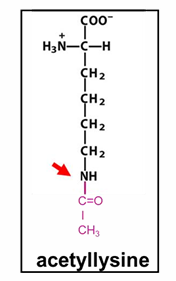 <p>neutralizes positive charge on lysine in histone tails</p><p>reduces electrostatic nucleosome-DNA attraction </p><p>helps recruit <strong>chromatin remodeling complex</strong></p><p>helps transcription activation</p>