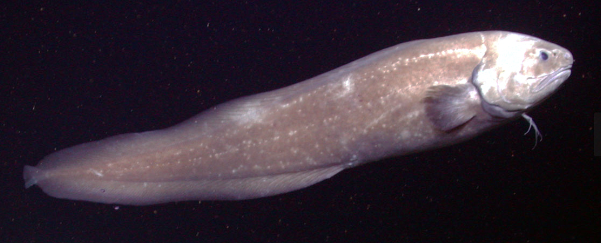 <p>cusk eels</p><p></p><p></p><p>Key traits:</p><ul><li><p>558 species</p></li><li><p>pectoral fins high and vertical, pelvic fins under head or absent, long dorsal and anal fins, carnivores&nbsp;</p></li></ul><p></p>
