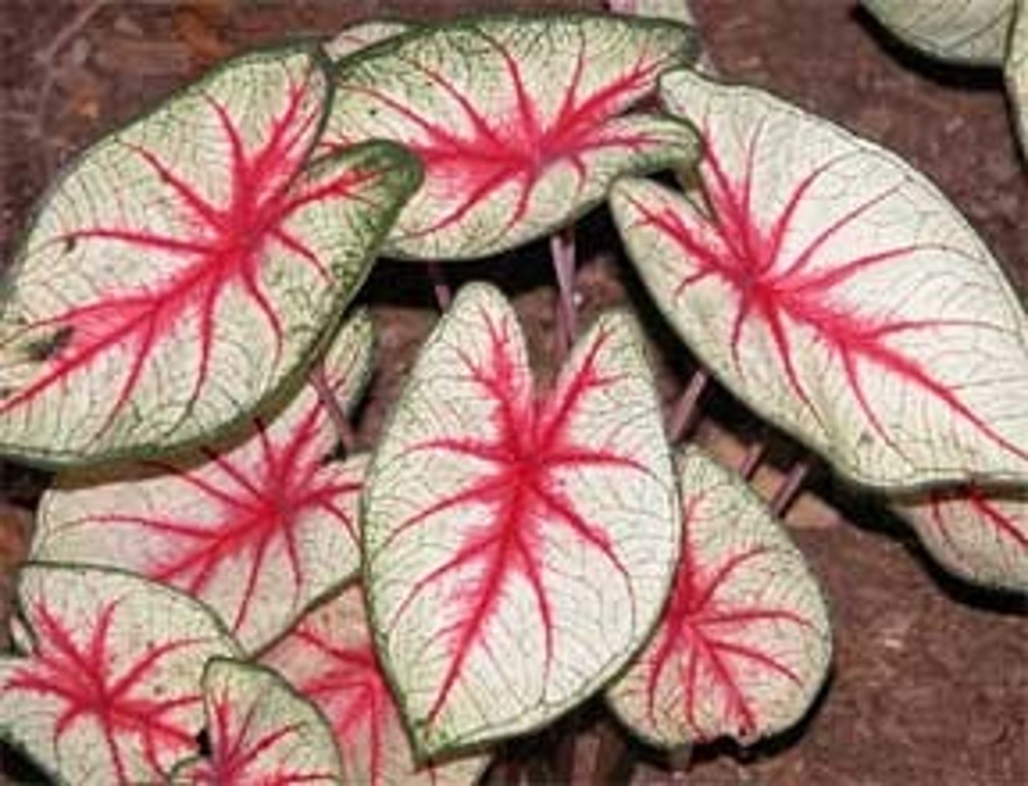<p>Caladium bicolor</p>