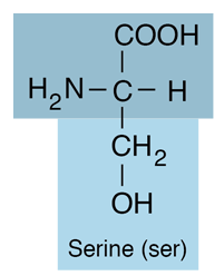 <p>Polar, uncharged; Ser [S]</p>