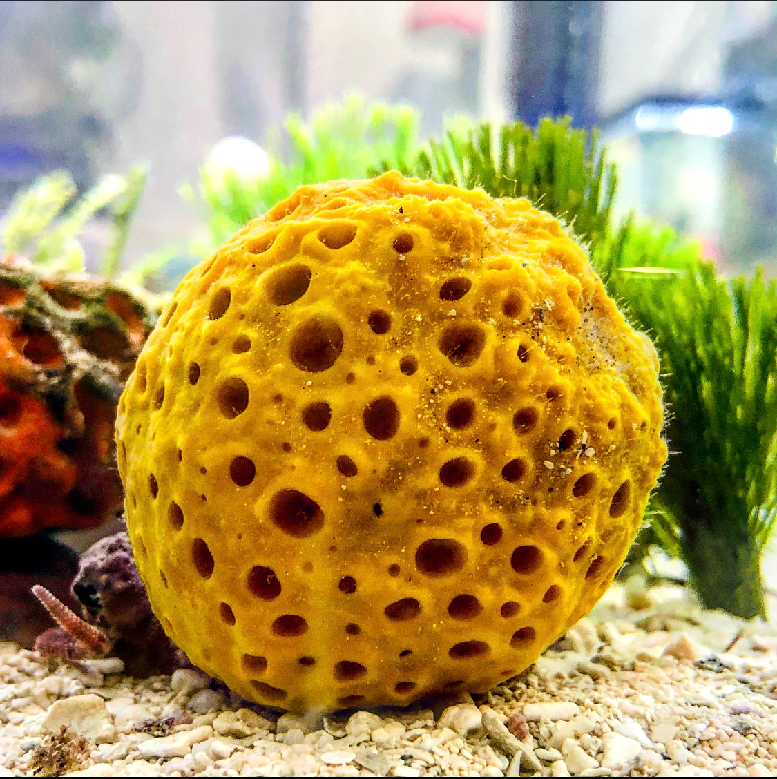 <p>Phylum Porifera</p>