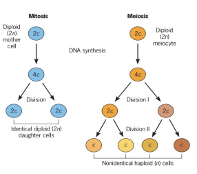 specialized diploid cell set aside to produce gametes by meiosis

* diploid cell in which meiosis takes place
* diploid meiocyte: 2n → n+n+n+n