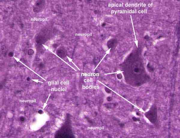 <p>A dense network of interwoven axons, dendrites, and glial cells in the nervous system.</p>