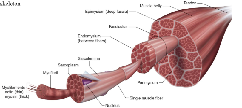 <p>Nucleus</p>