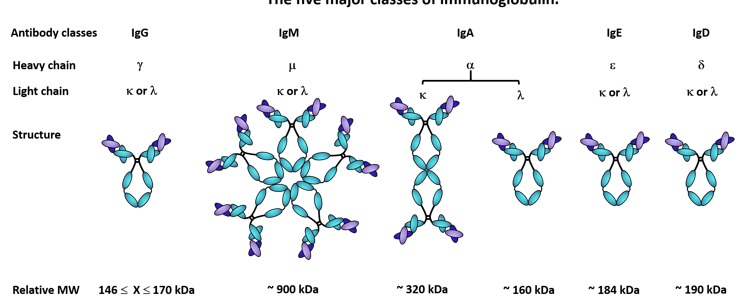 <p>IgG, IgE, IgA, and IgD.</p>