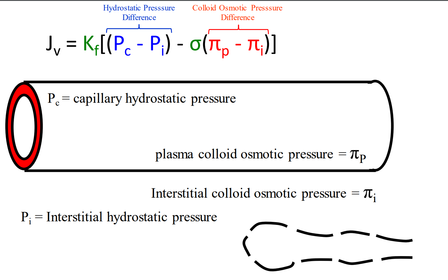 <p>We measure the capillary hydrostatic pressure and the interstitial hydrostatic pressure. To get our delta P we find the difference between the two</p>