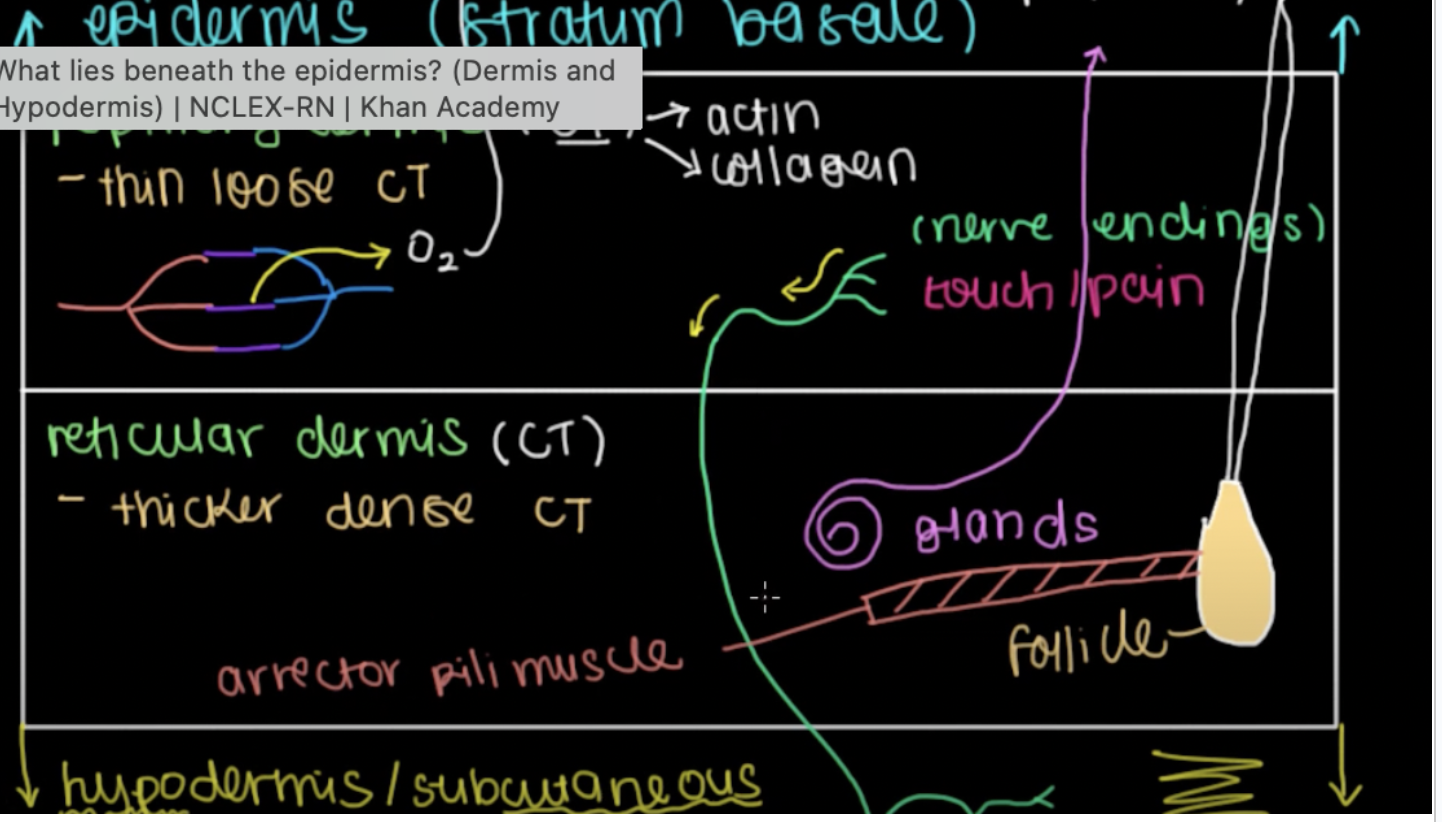 <p>Reticular dermis</p>