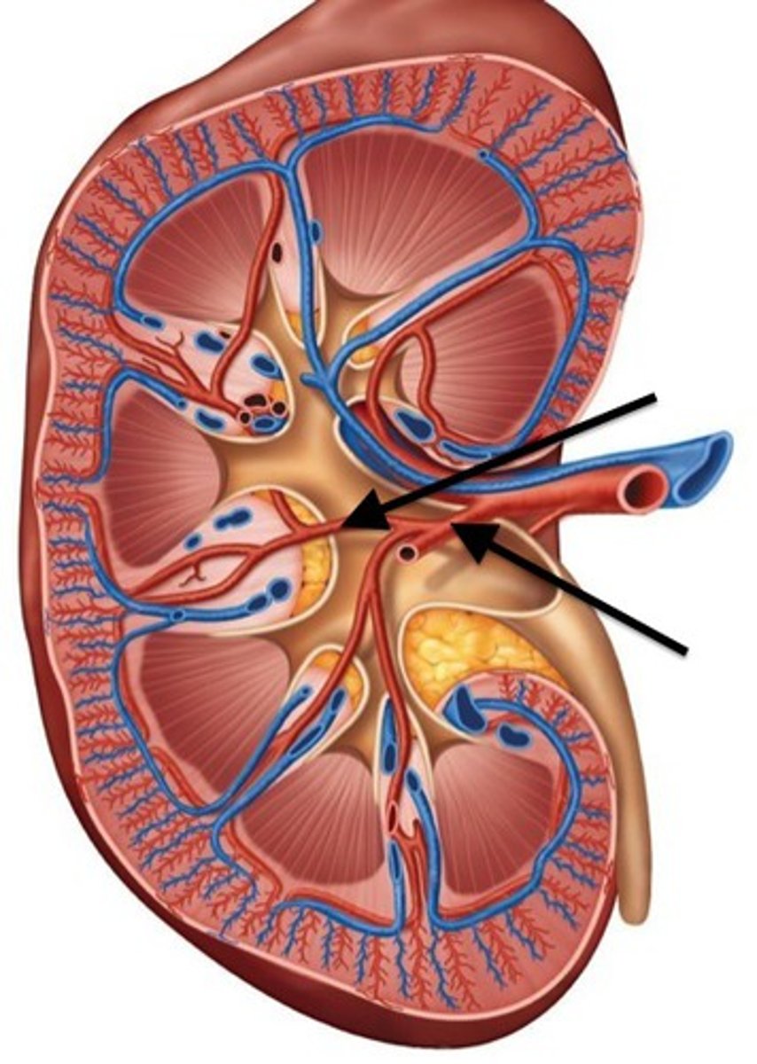 <p>Identify this urinary system structure.</p>
