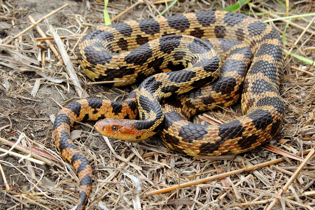 <p>Eastern foxsnake</p>