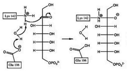 <p>What is the result of the first step of the transaldolase reaction?</p><p>a) Deprotonated water (-OH) deprotonates Lys142</p><p>b) Formation of intermediate oxyanion</p><p>c) Covalent bond to enzyme Lys142</p><p>d) Protonation of Glu106</p><p>e) All of the above</p>