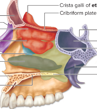 <p>Name the frontal sinus</p>