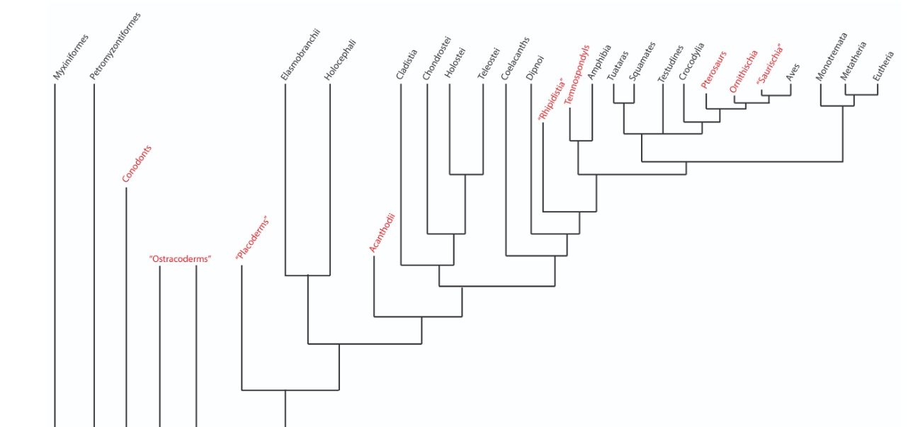 <p><span>Draw a phylogenetic tree including the following taxa<br>groups and characteristics<br>Bonus Round<br>Amphibia, Amniotic egg, Cladistia, Jaws, Tuatara, Eutheria, Antorbital fenestra, Holocephali, Conodonts, Pterosaurs, Exoskeletal bone, “Pelycosaurs”, Testudines, True enamel on teeth</span></p>
