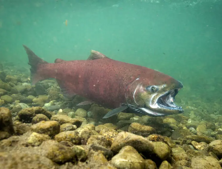 <p>What fish is this?</p>