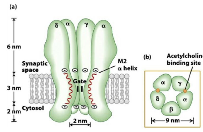 <p><strong>M2 region rings</strong> contain negatively charged amino acids at the mouth of the channel (inside & outside)<br>→ These <strong>attract and concentrate positively charged cations</strong> (Na⁺, K⁺)</p><ul><li><p><strong>Pore lining</strong>: uncharged polar amino acids (e.g., -OH, -NH₂ groups)<br>→ Provide a selective path for cations to pass through</p></li><li><p>Overall mechanism: combination of <strong>electrostatic attraction at channel entrances</strong> and <strong>polar lining inside pore</strong> ensures cation selectivity</p></li></ul><p></p>