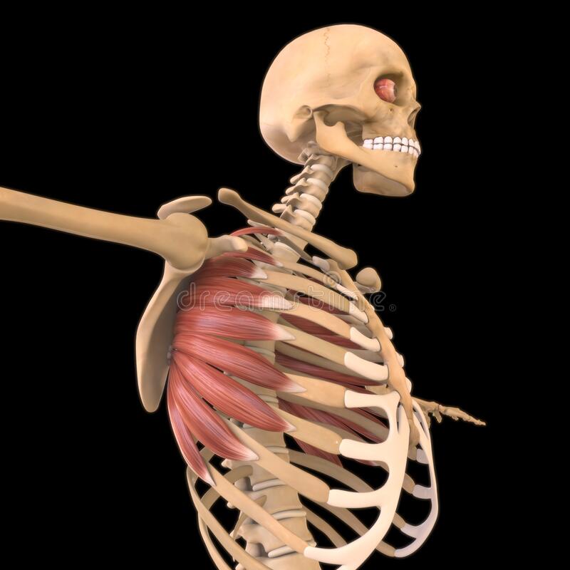 Serratus Anterior Action
