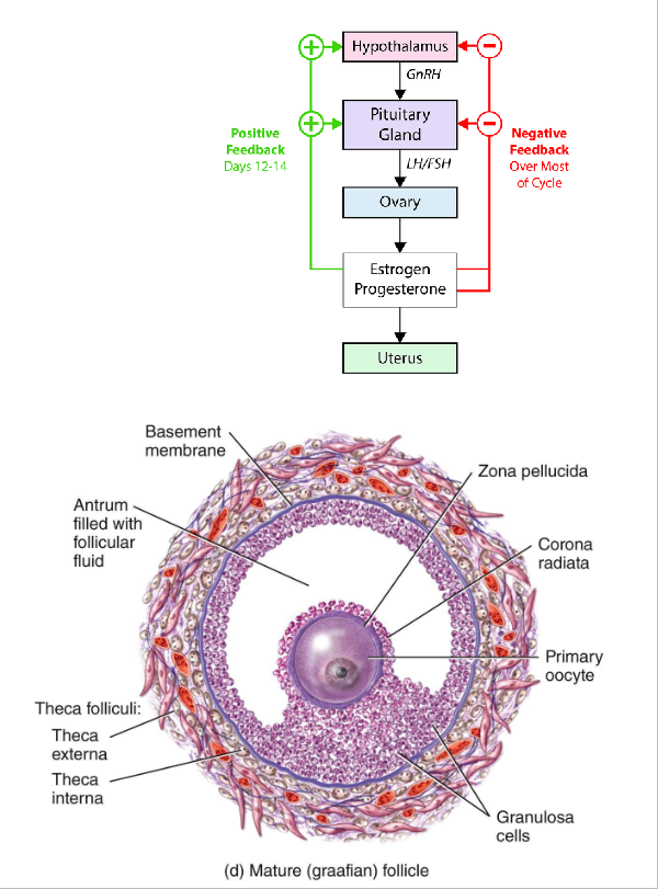 <p><span style="color: rgb(0, 0, 0);"><span>• Large antrum filled with fluid</span></span><span style="color: rgb(0, 0, 0);"><br></span><span style="color: rgb(0, 0, 0);"><span>• Oocyte on a stalk of granulosa cells</span></span><span style="color: rgb(0, 0, 0);"><br></span><span style="color: rgb(0, 0, 0);"><span>• High estrogen output (positive feedback)</span></span><span style="color: rgb(0, 0, 0);"><br></span><span style="color: rgb(0, 0, 0);"><span>• Triggers LH surge</span></span></p>