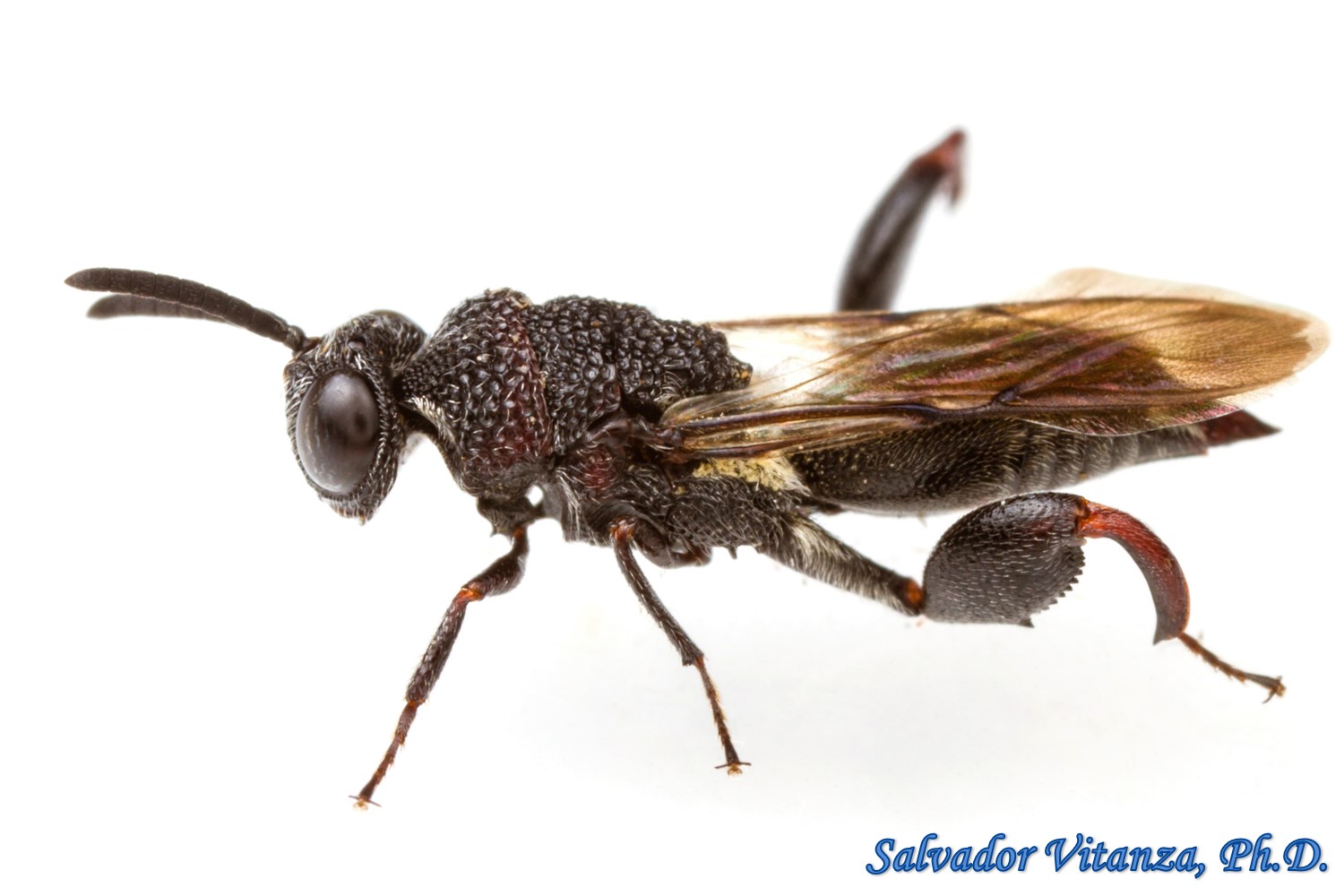 <p>Family: Chalcididae</p><p></p><p>Geniculate antennae low on head</p><p>Hind femur enlarged</p><p>Wing venation very reduced</p>