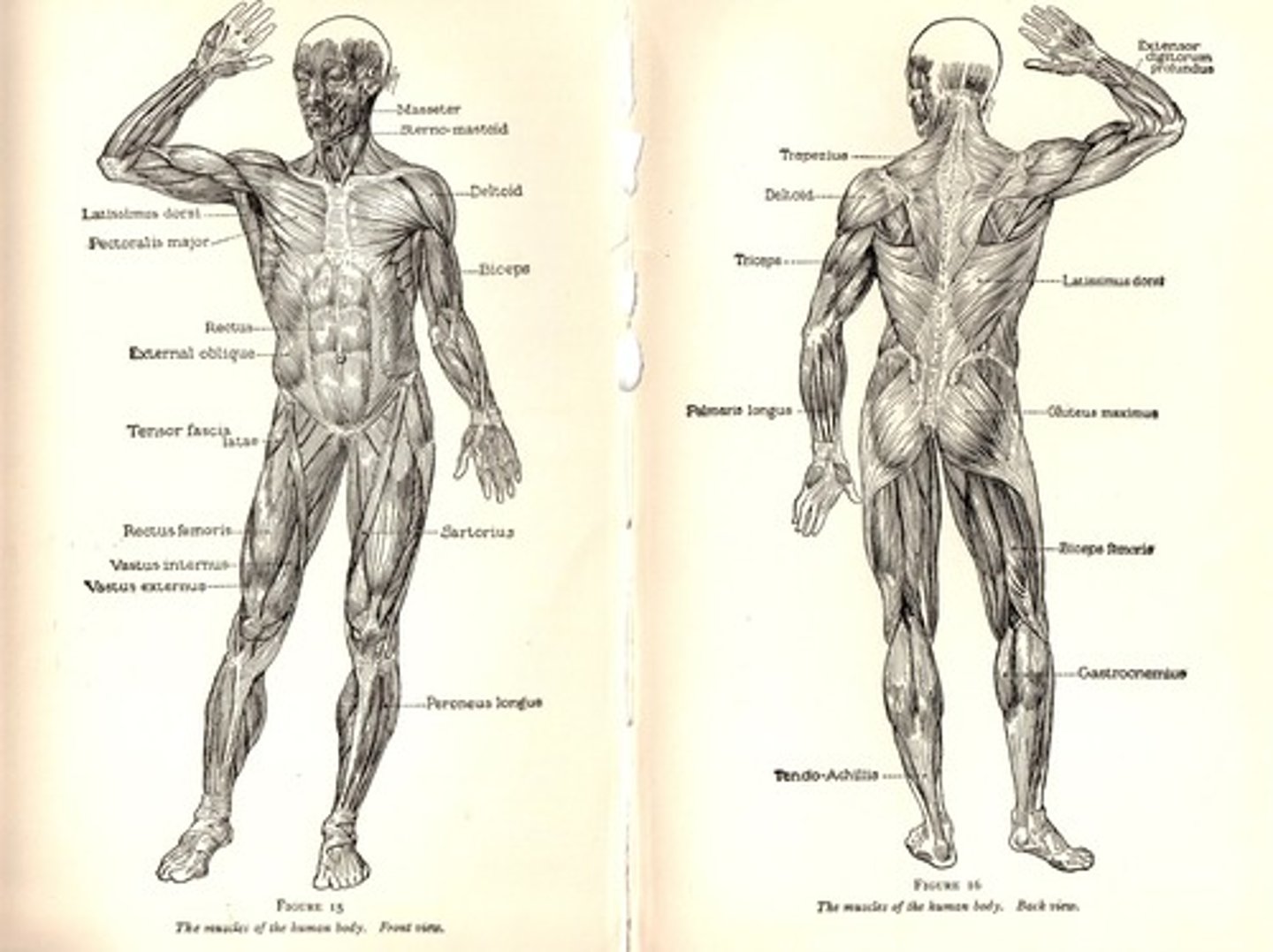 <p>includes skeletal muscles and tendons connecting muscles to bones, with ligaments attaching bones to each other, excluding cardiac and smooth muscles.</p>