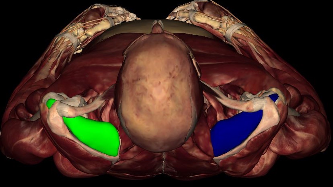 <p><strong>origin:</strong> scapula</p><p><strong>insertion:</strong> superior aspect of greater tubercle of humerus</p><p><strong>innervation:</strong> suprascapular n. (C4-C6)</p><p><strong>action:</strong> initiates abduction of arm (first 15 degrees)</p>