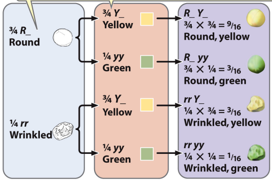 Branch Method/ Forked-line