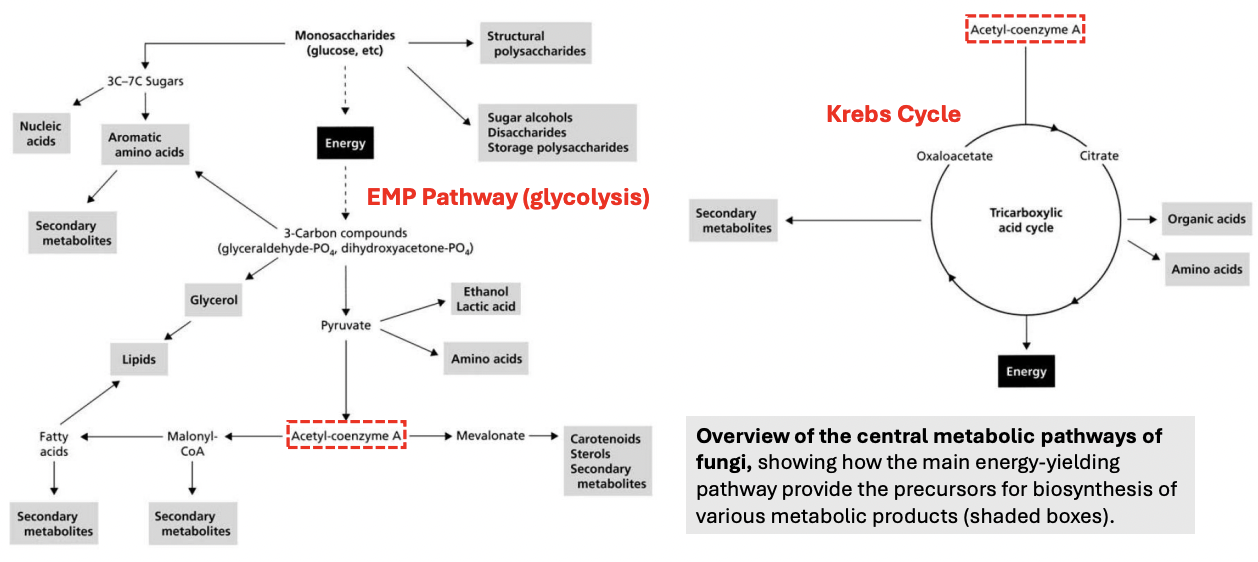 <ul><li><p><strong>Glycolysis</strong> (Embden-Myerhoff-Parnas pathway)</p></li><li><p><strong>Krebs cycle </strong>(Citric Acid cycle)</p></li></ul><p></p>